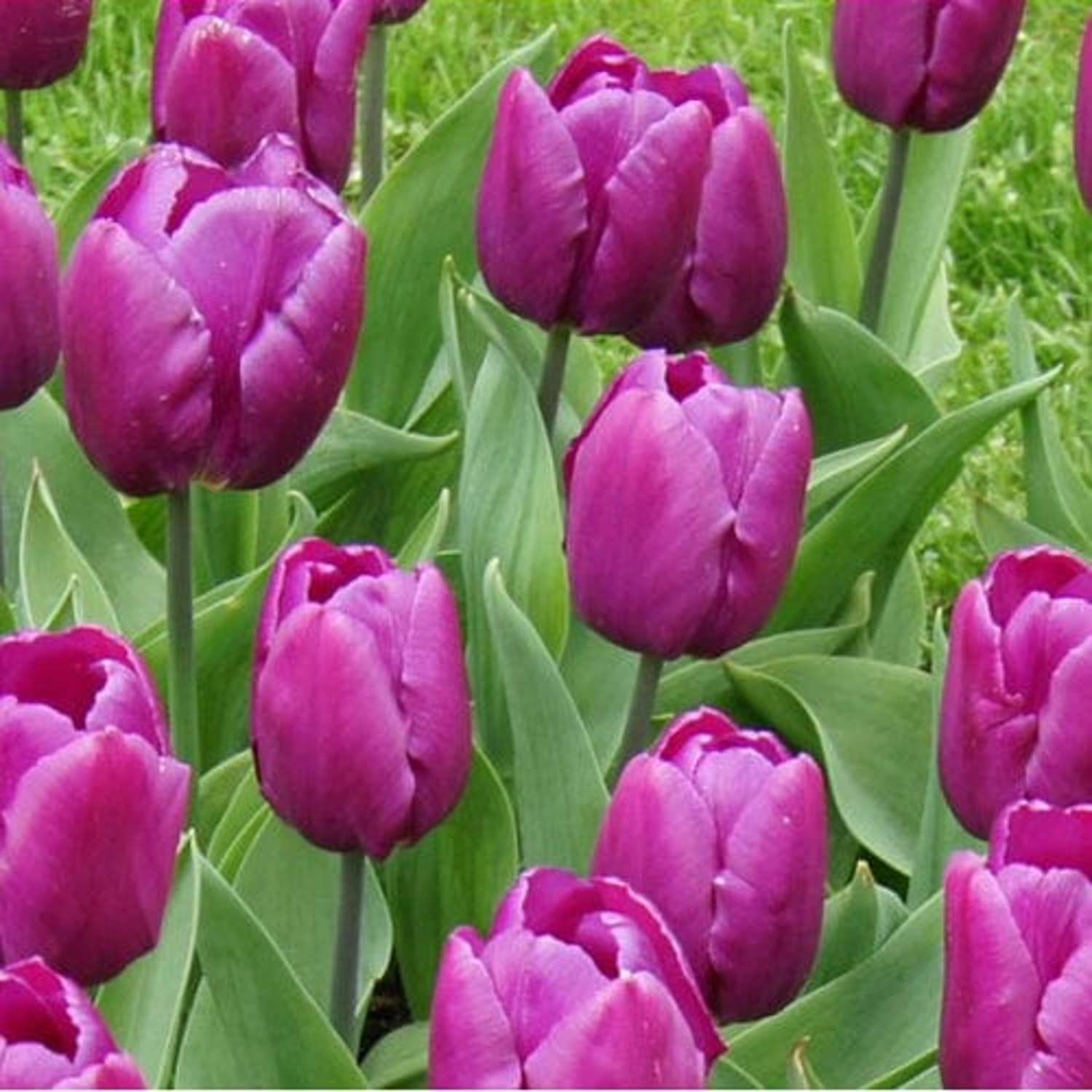 Tulppaani 'Purple Prince'